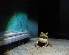Rhinella