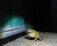 Rhinella