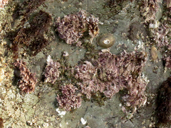 Corallina officinalis