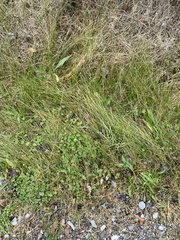 Eragrostis pectinacea