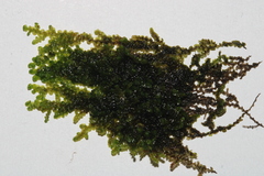 Frullania dilatata