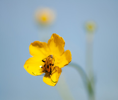 Brachyta interrogationis