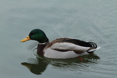 Anas platyrhynchos