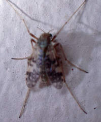 Psectrotanypus dyari