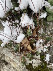 Petrosedum sediforme