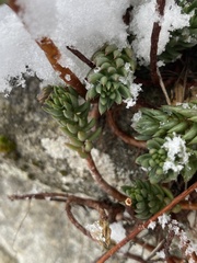 Petrosedum sediforme