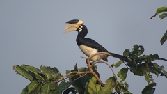 Anthracoceros coronatus