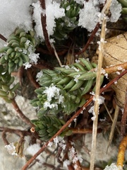 Petrosedum sediforme