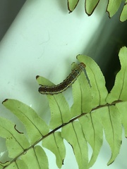 Argyrosticta decumana