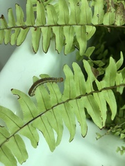 Argyrosticta decumana