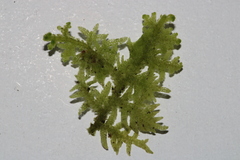 Trichocolea tomentella