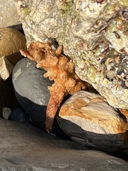 Macrocystis pyrifera