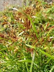 Cyperus longus