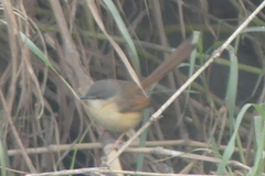 Prinia socialis
