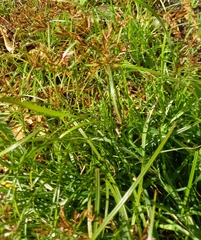 Cyperus longus