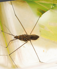 Limnometra
