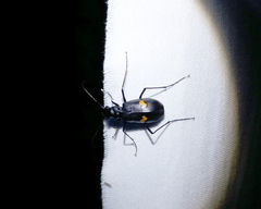Oxycheila tristis