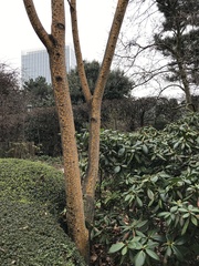 Acer