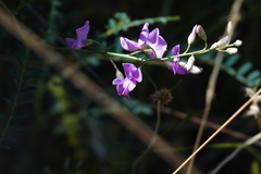Indigofera australis