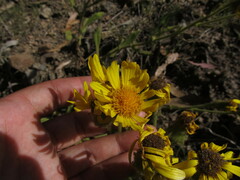 Senecio selloi