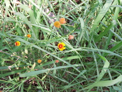 Helenium amphibolum