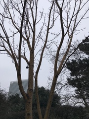 Acer
