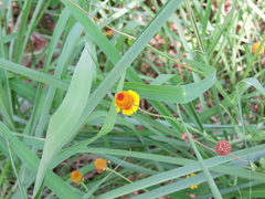 Helenium amphibolum