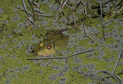 Euphlyctis karaavali