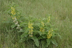 Astragalus sieversianus