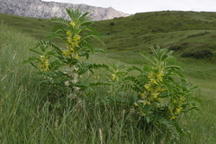 Astragalus sieversianus
