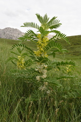 Astragalus sieversianus