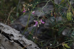 Indigofera australis