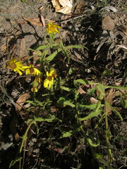Senecio selloi