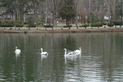 Cygnus olor