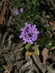 Glandularia selloi
