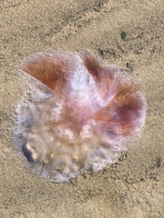 Cyanea fulva