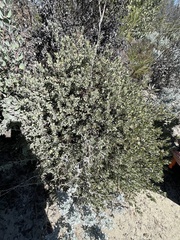 Arctostaphylos silvicola