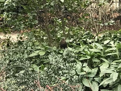 Turdus merula