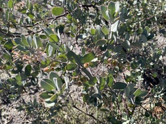 Arctostaphylos silvicola