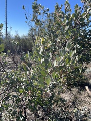 Arctostaphylos silvicola
