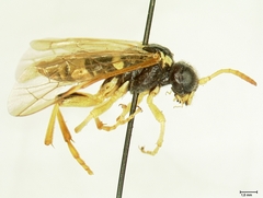 Tenthredo flavipennis