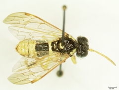 Tenthredo flavipennis