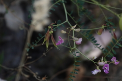 Indigofera australis