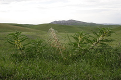 Astragalus sieversianus