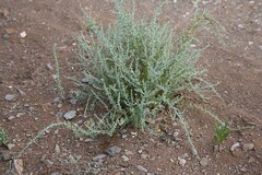 Pentzia incana