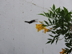 Cynanthus latirostris