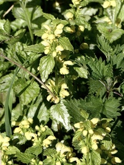 Lamium galeobdolon argentatum