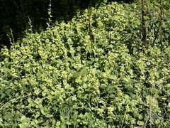 Lamium galeobdolon argentatum