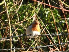 Erithacus rubecula