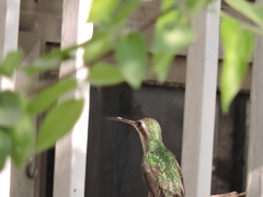 Cynanthus latirostris